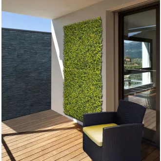 Zöldfal buxus levelekkel zöld 1 x 1 m