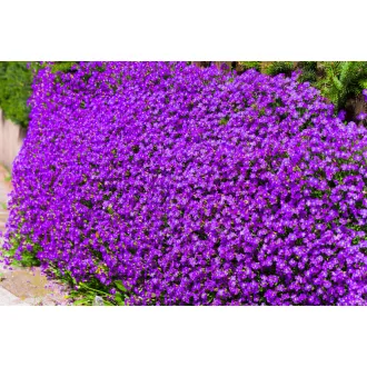 Pázsitviola sötétlila 0,25 g